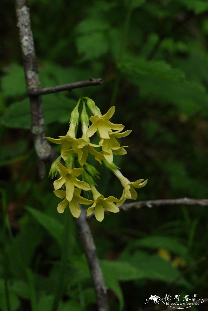 陕西报春Primula handeliana 陕西报春Primula handeliana