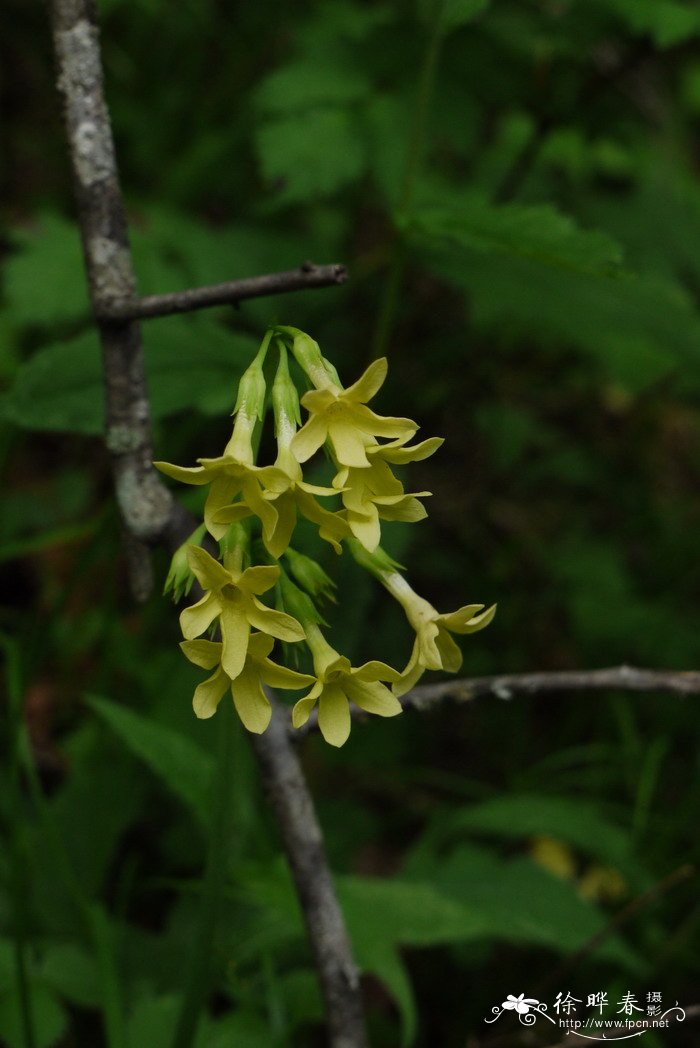 陕西报春Primula handeliana