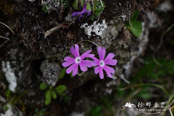 阔萼粉报春Primula knuthiana