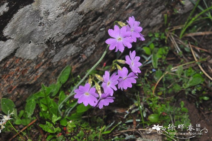 阔萼粉报春Primula knuthiana