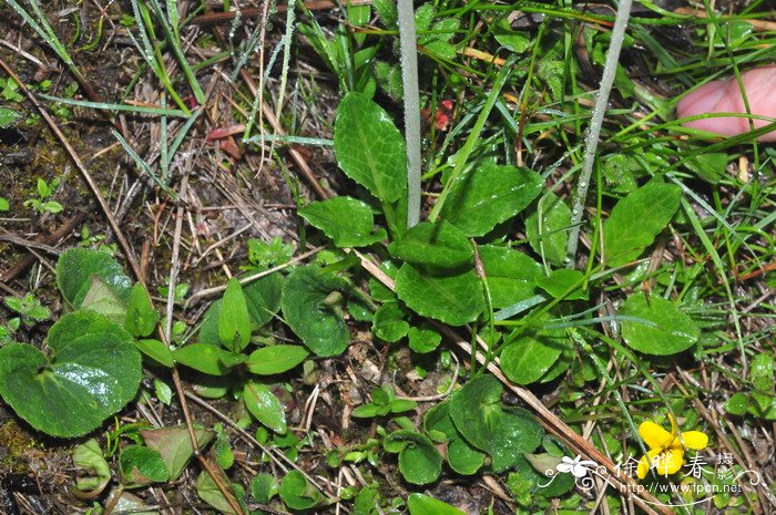 阔萼粉报春Primula knuthiana