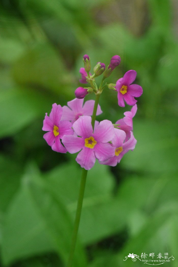 报春花Primula malacoides