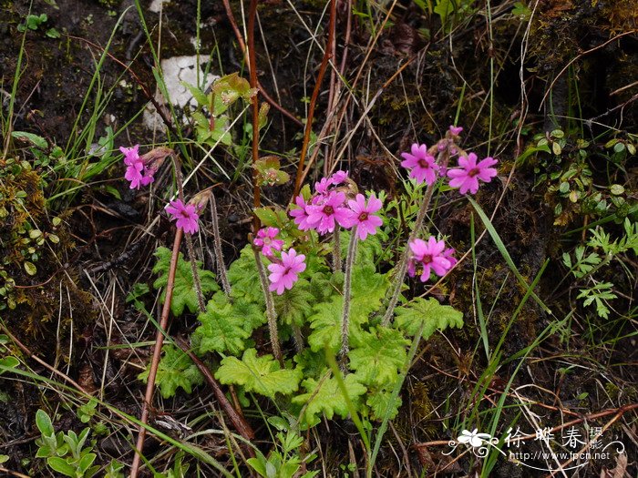 多脉报春Primula polyneura 多脉报春Primula polyneura