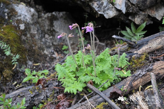 多脉报春Primula polyneura 多脉报春Primula polyneura