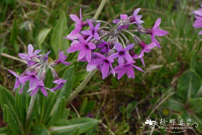 紫萝兰报春Primula purdomii