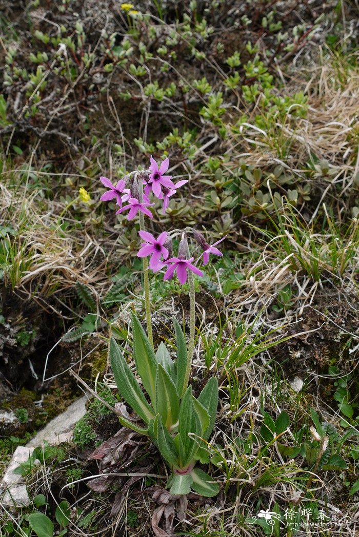 紫萝兰报春Primula purdomii