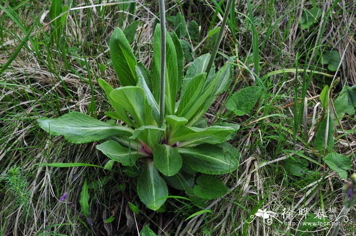 紫萝兰报春Primula purdomii 紫萝兰报春Primula purdomii