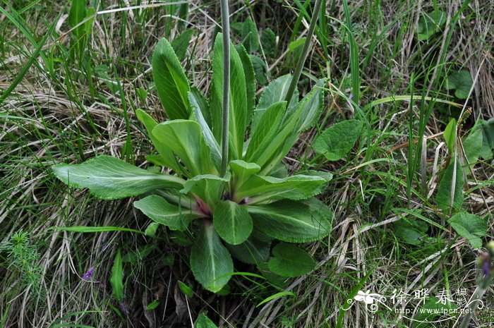 紫萝兰报春Primula purdomii