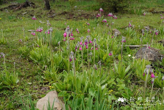 偏花报春Primula secundiflora