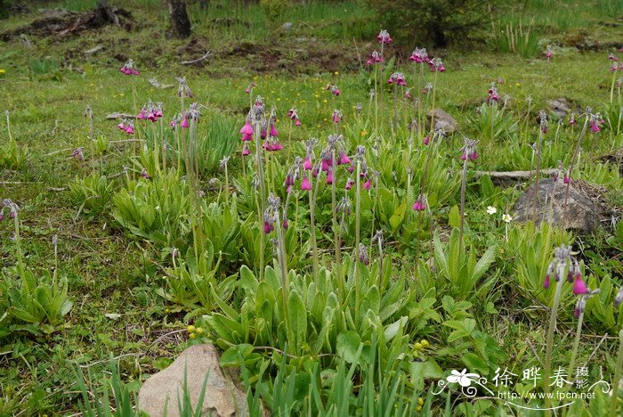 偏花报春Primula secundiflora 偏花报春Primula secundiflora