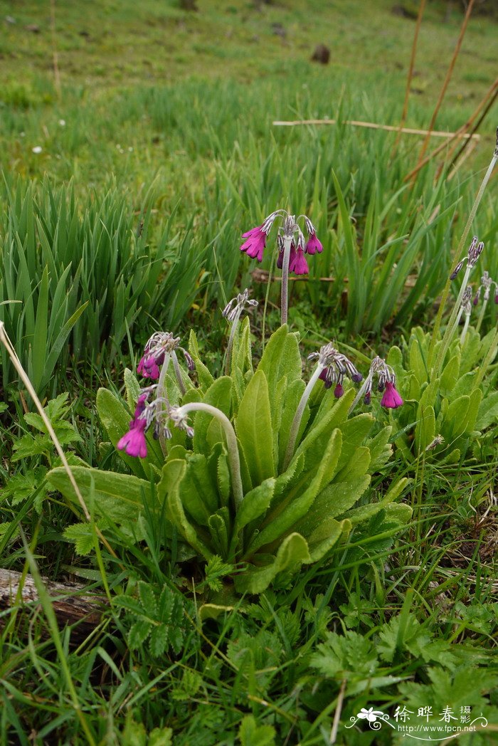 偏花报春Primula secundiflora