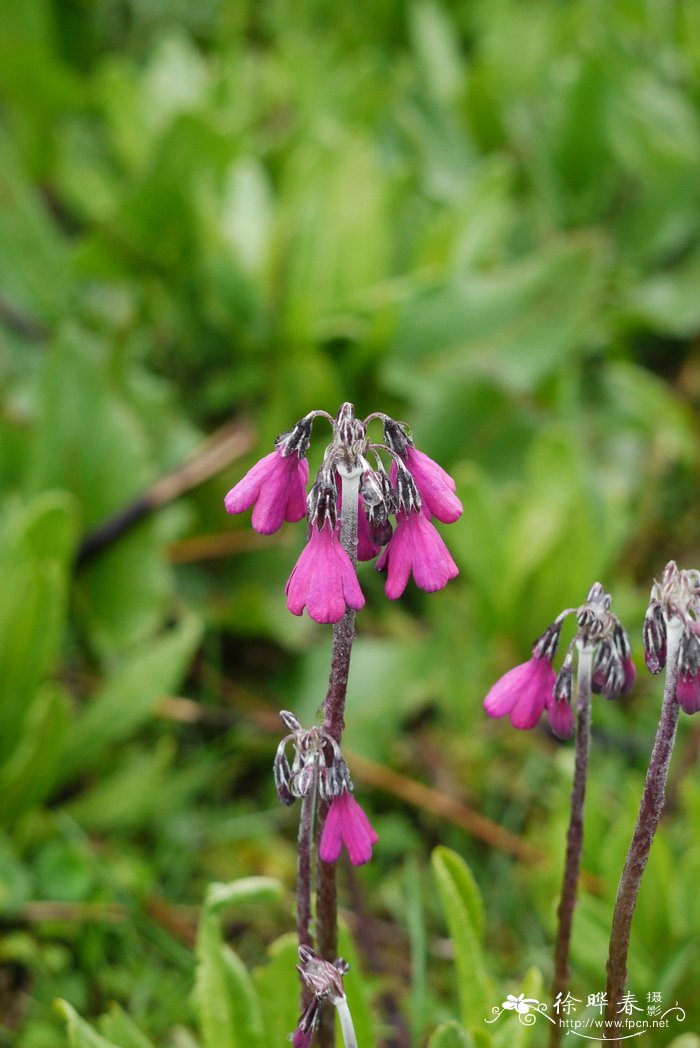 偏花报春Primula secundiflora