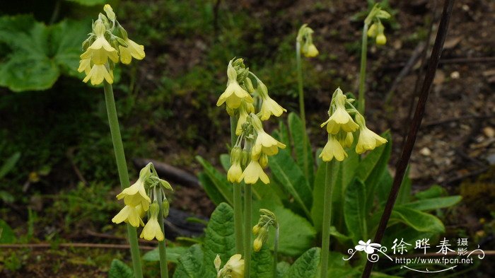 锡金报春Primula sikkimensis