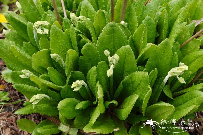 锡金报春Primula sikkimensis 锡金报春Primula sikkimensis