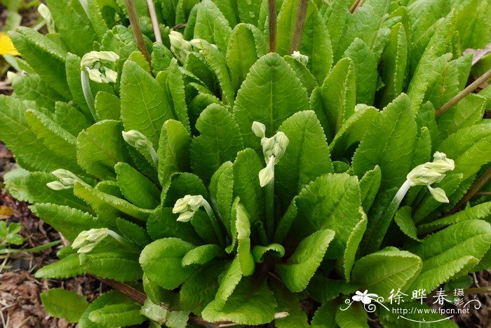 锡金报春Primula sikkimensis