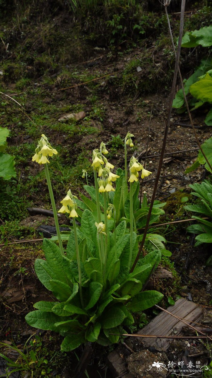 锡金报春Primula sikkimensis