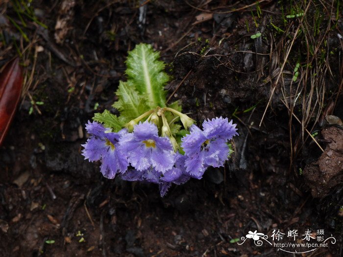 苣叶报春Primula sonchifolia 苣叶报春Primula sonchifolia
