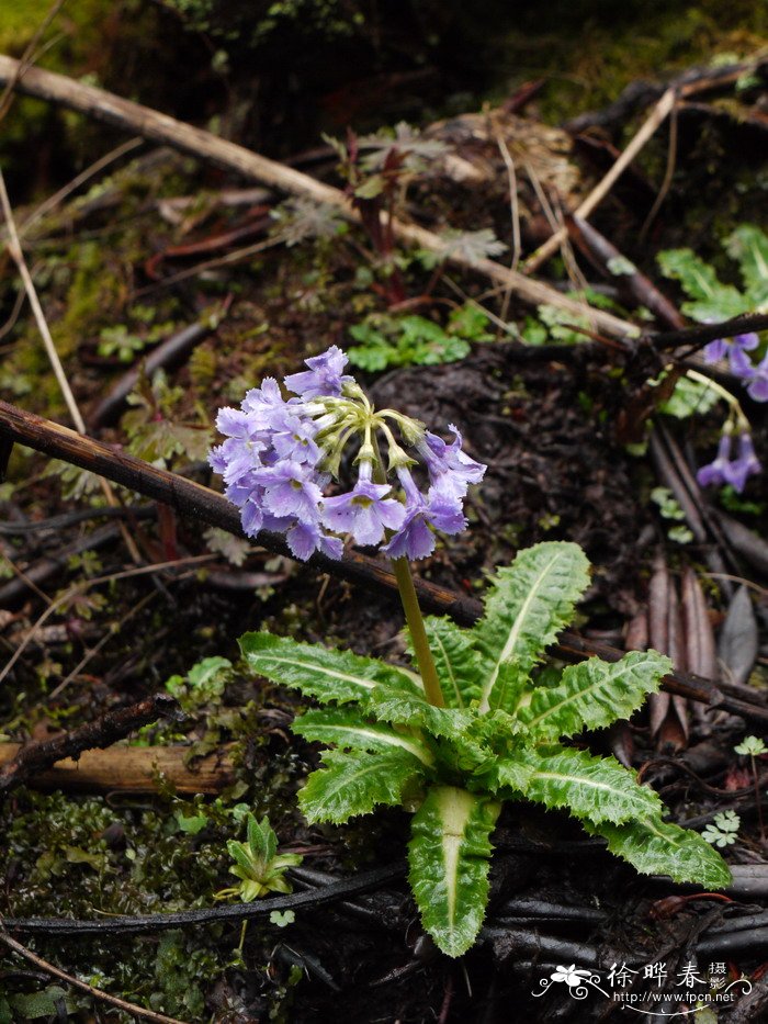苣叶报春Primula sonchifolia 苣叶报春Primula sonchifolia