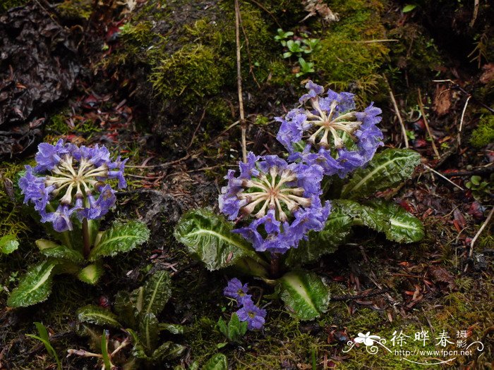 苣叶报春Primula sonchifolia 苣叶报春Primula sonchifolia
