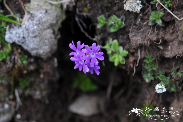 狭萼报春Primula stenocalyx 狭萼报春Primula stenocalyx
