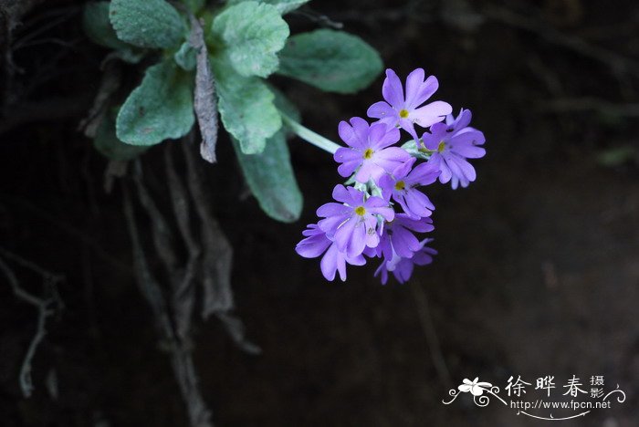 狭萼报春Primula stenocalyx 狭萼报春Primula stenocalyx