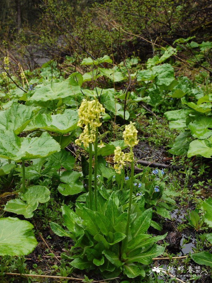 四川报春Primula szechuanica 四川报春Primula szechuanica