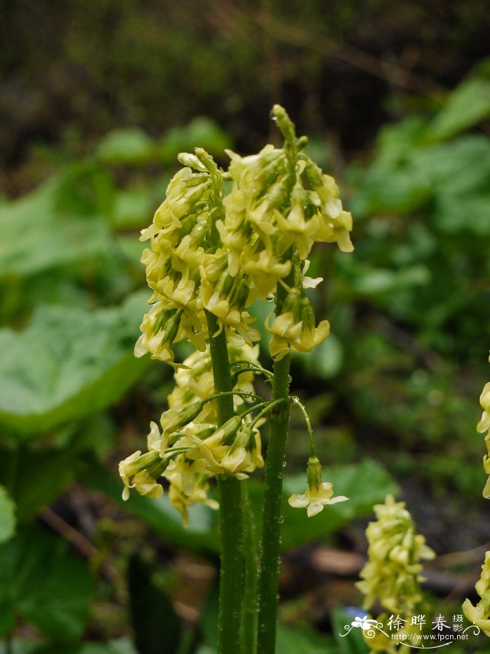 四川报春Primula szechuanica 四川报春Primula szechuanica