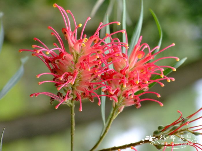 红花银桦Grevillea banksii 红花银桦Grevillea banksii