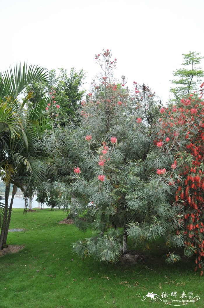 红花银桦Grevillea banksii