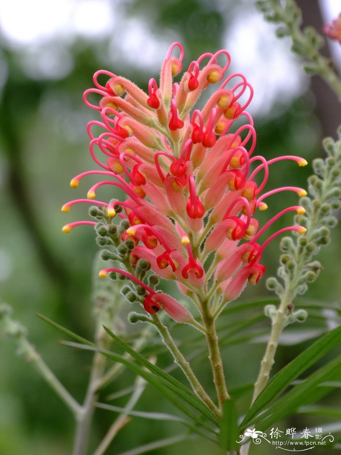 红花银桦Grevillea banksii 红花银桦Grevillea banksii