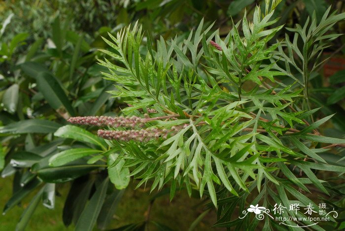 红花银桦Grevillea banksii 红花银桦Grevillea banksii