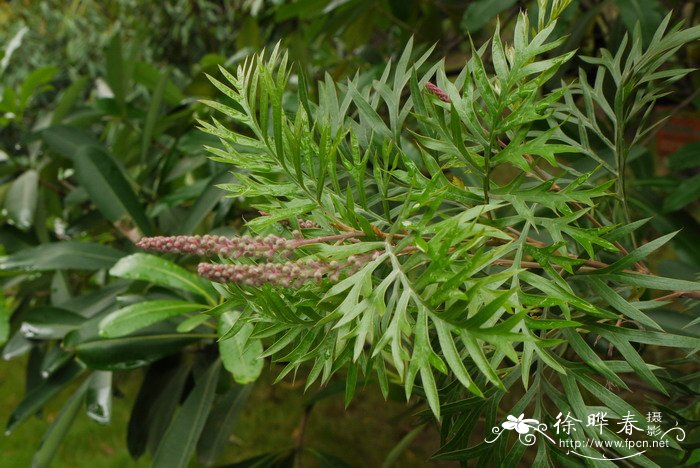 红花银桦Grevillea banksii