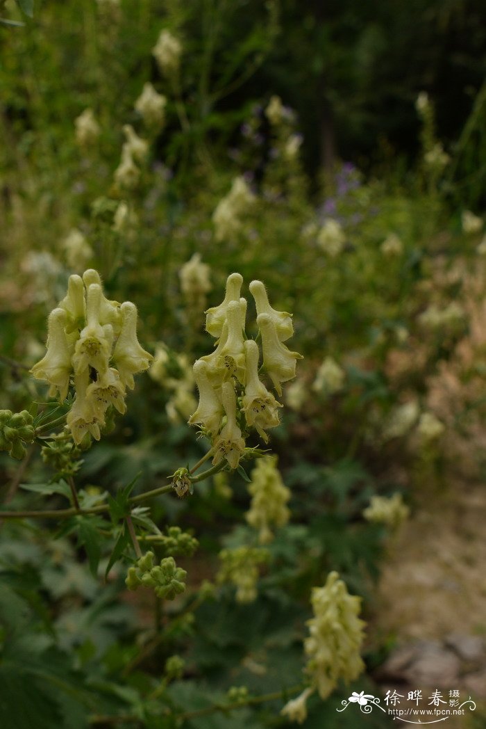 牛扁Aconitum barbatum var. puberulum 牛扁Aconitum barbatum var. puberulum
