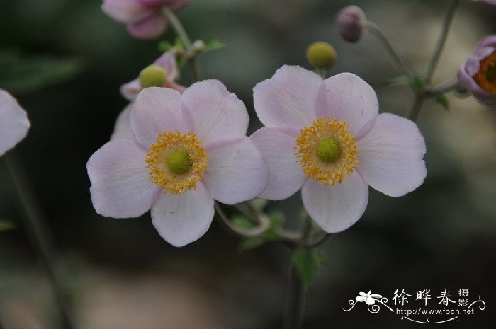 野棉花Anemone vitifolia 野棉花Anemone vitifolia