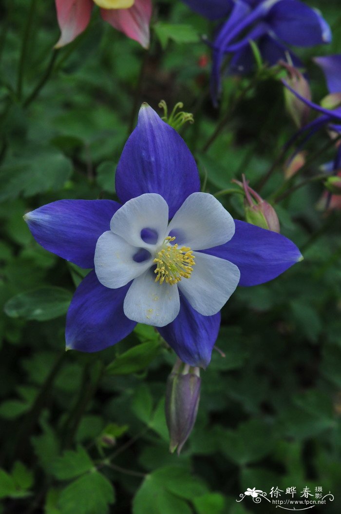 欧耧斗菜Aquilegia vulgaris