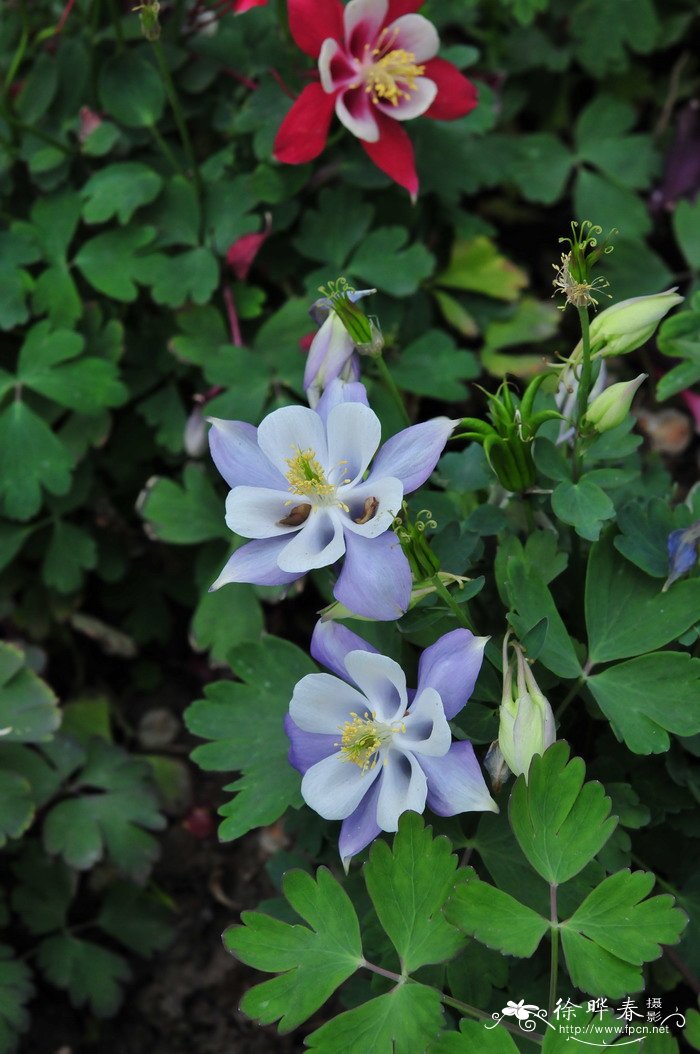 欧耧斗菜Aquilegia vulgaris