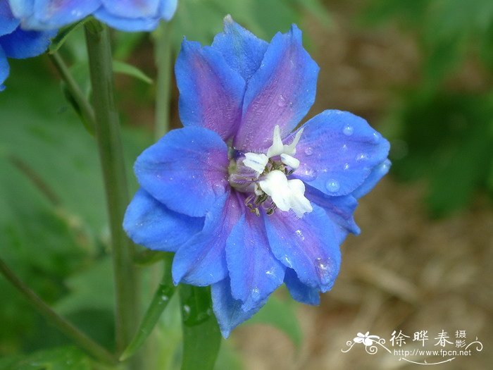 大花飞燕草Delphinium x cultorum 大花飞燕草Delphinium x cultorum
