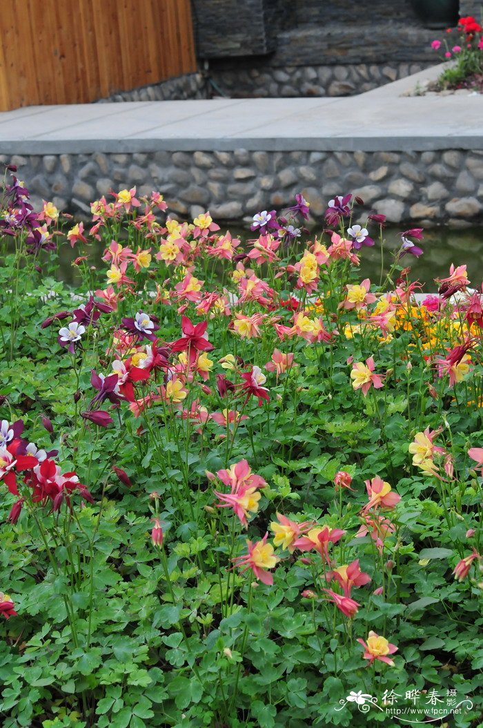欧耧斗菜Aquilegia vulgaris 欧耧斗菜Aquilegia vulgaris