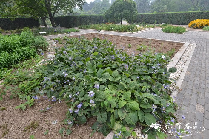 大叶铁线莲Clematis heracleifolia 大叶铁线莲Clematis heracleifolia