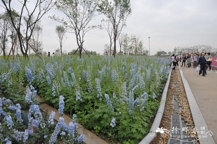 大花飞燕草Delphinium x cultorum 大花飞燕草Delphinium x cultorum