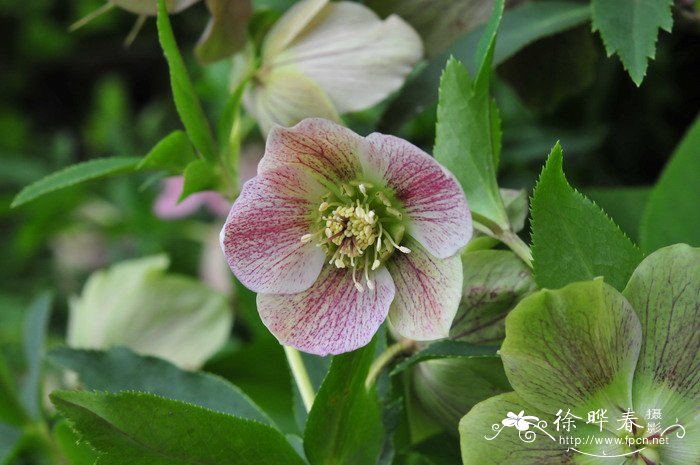 杂种铁筷子 Helleborus hybrida 杂种铁筷子 Helleborus hybrida