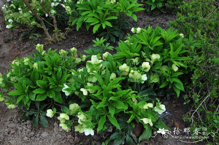 白夫人铁筷子Helleborus 'White Lady' 白夫人铁筷子Helleborus 'White Lady'