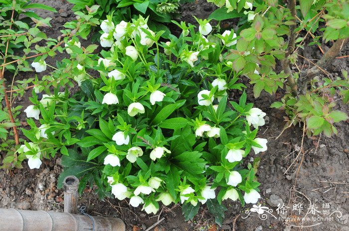 白夫人铁筷子Helleborus 'White Lady' 白夫人铁筷子Helleborus 'White Lady'