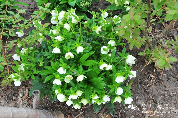 白夫人铁筷子Helleborus 'White Lady'