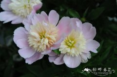 芍药Paeonia lactiflora