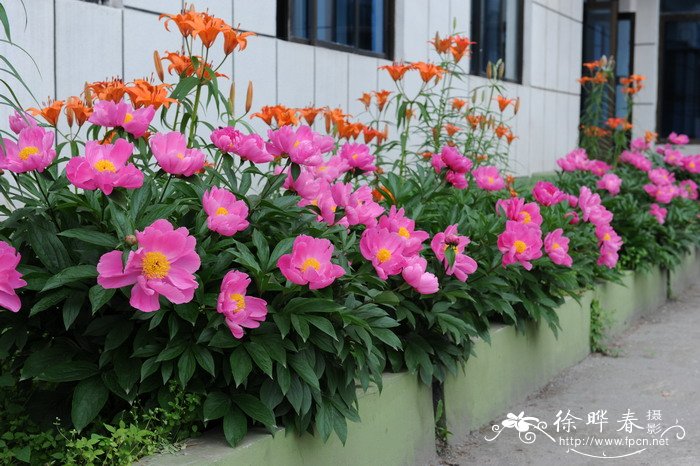 芍药Paeonia lactiflora 芍药Paeonia lactiflora