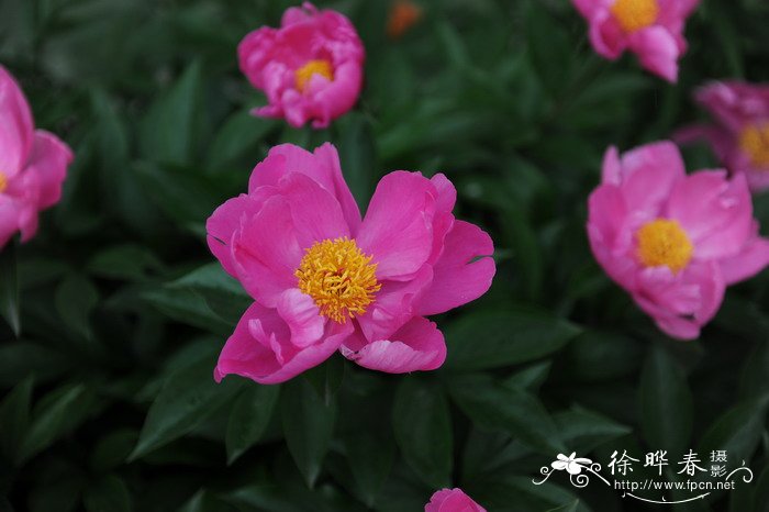 芍药Paeonia lactiflora