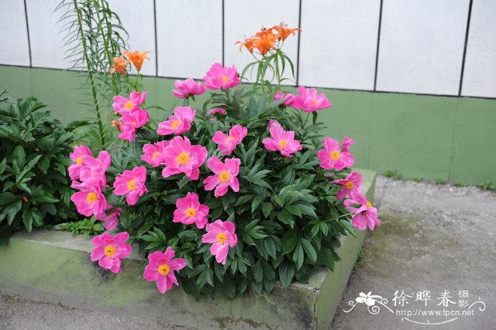 芍药Paeonia lactiflora 芍药Paeonia lactiflora