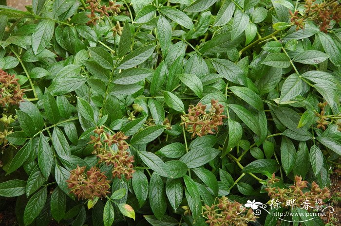 草芍药Paeonia obovata 草芍药Paeonia obovata