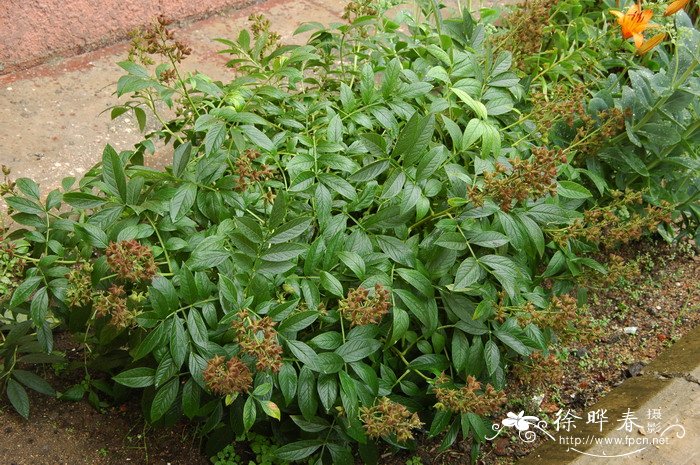 草芍药Paeonia obovata 草芍药Paeonia obovata